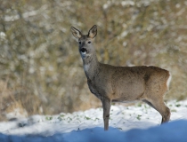 212.Srna (Capreolus capreolus)