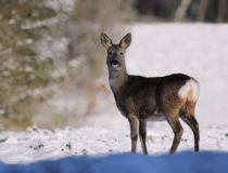 213.Srna (Capreolus capreolus)