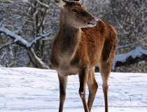214.Laň (Cervus elaphus)