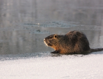 217.Nutrie říční (Myocastor coypus)