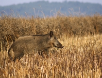 218.Prase divoké u posledního lánu řepky I. (Sus scrofa)
