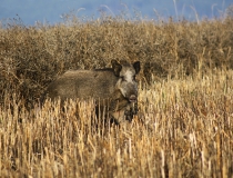 219.Prase divoké u posledního lánu řepky II. (Sus scrofa)