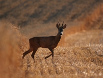 22.Přivábený šesterák I. (Capreolus capreolus)