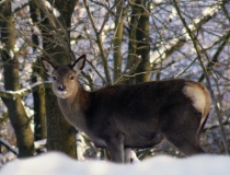 220.Kolouch jelena lesního (Cervus elaphus)