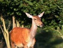 221.Laň jelena lesního (Cervus elaphus)