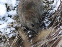222.Potkan obecný (Rattus norvegicus)