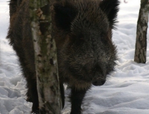 223.Prase divoké (Sus scrofa)