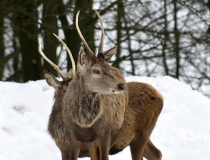 224.Mladí jelínci (Cervus elaphus)
