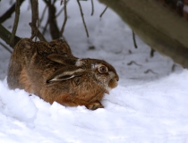 225.Zajíc polní (Lepus europaeus)