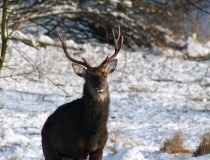 226.Jelen sika (Cervus nippon)