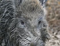 227.Detail na hlavu prasete divokého (Sus scrofa)