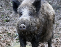 228.Prase divoké (Sus scrofa)