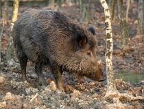 229.Prase divoké (Sus scrofa)