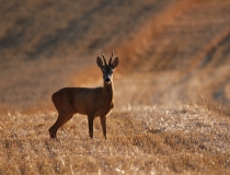 23.Přivábený šesterák II. (Capreolus capreolus)