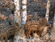 230.Selata prasete divokého (Sus scrofa)