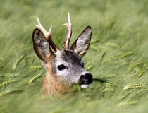 231.Srnec obecný (Capreolus capreolus)