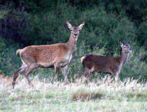 232.Laň s kolouchem (Cervus elaphus)