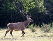 233.Jelen lesní (Cervus elaphus)