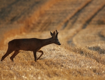 24.Přivábený šesterák III. (Capreolus capreolus)