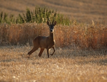 25.Přivábený šesterák IV. (Capreolus capreolus)