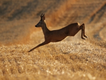 26.Přivábený šesterák V. (Capreolus capreolus)