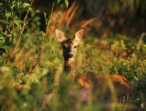 27.Srna na okraji lesa (Capreolus capreolus)