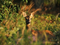 28.Srna na okraji lesa (Capreolus capreolus)