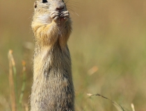 29.Sysel obecný (Spermophilus citellus)