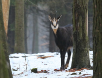 Kamzík horský (Rupicapra rupicapra)