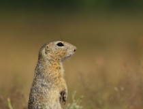 30.Sysel obecný (Spermophilus citellus)