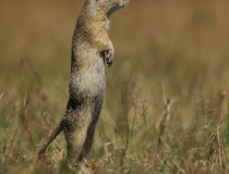 31.V pozoru (Spermophilus citellus)