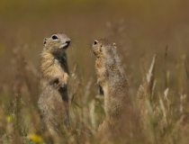 32.Setkání (Spermophilus citellus)
