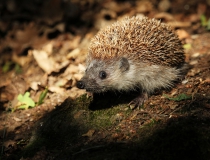 43.Ježek východní (Erinaceus roumanicus)