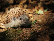44.Ježek východní (Erinaceus roumanicus)
