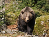 45.Medvěd hnědý (Ursus arctos)