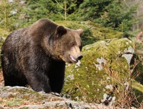 46.Medvěd hnědý (Ursus arctos)