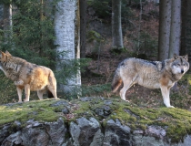 47.Vlk obecný (Canis lupus)