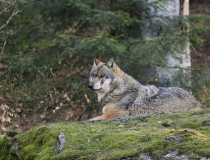 48.Vlk obecný (Canis lupus)