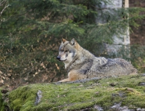 49.Vlk obecný (Canis lupus)