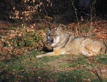 50.Vlk obecný (Canis lupus)