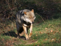51.Vlk obecný (Canis lupus)