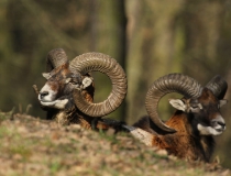 55.Mufloni (Ovis musimon)