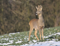 56.Srnec obecný (Capreolus capreolus)