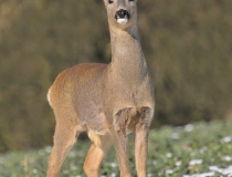 57.Srnec obecný (Capreolus capreolus)
