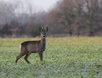 58.Srneček (Capreolus capreolus)