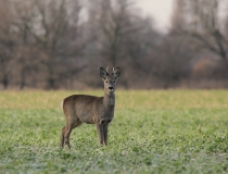 59.Srneček (Capreolus capreolus)
