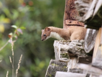 60.Lasice hranostaj (Mustela erminea L.)