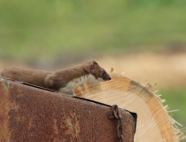 61.Lasice hranostaj (Mustela erminea L.)