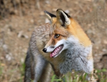 62.Liška obecná (Vulpes vulpes)
