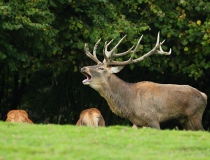 63.Jelen v době říje (Cervus elaphus)